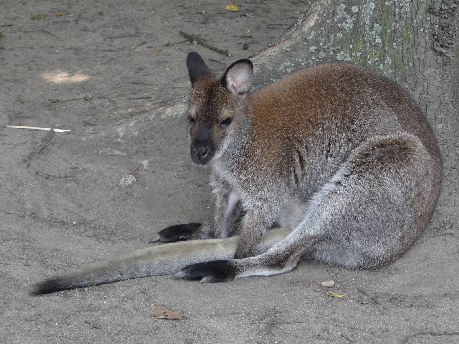 Red-necked Wallaby