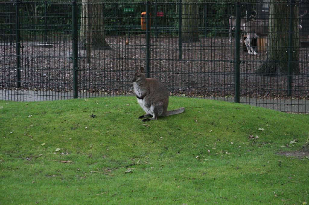 Red-necked wallaby