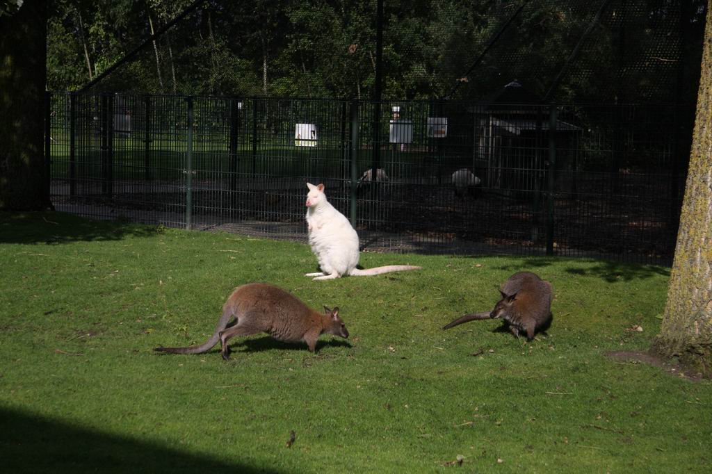 Red-necked wallaby