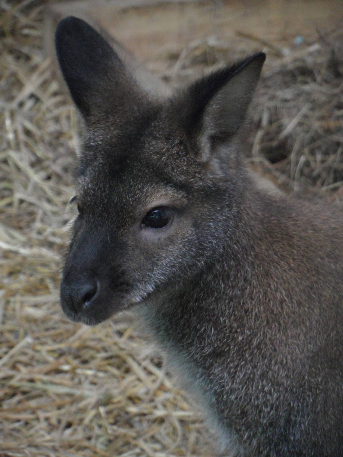 Red-necked wallaby