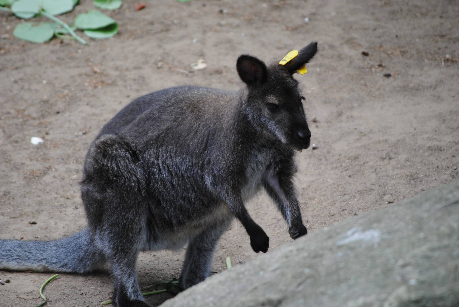 Red-Necked Wallaby