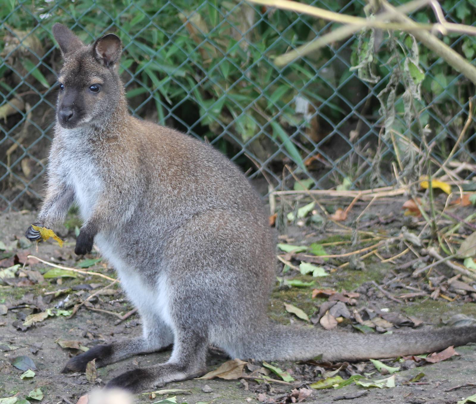 Red-necked wallaby