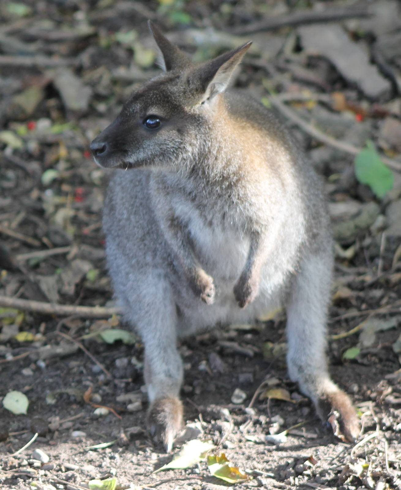 Red-necked wallaby