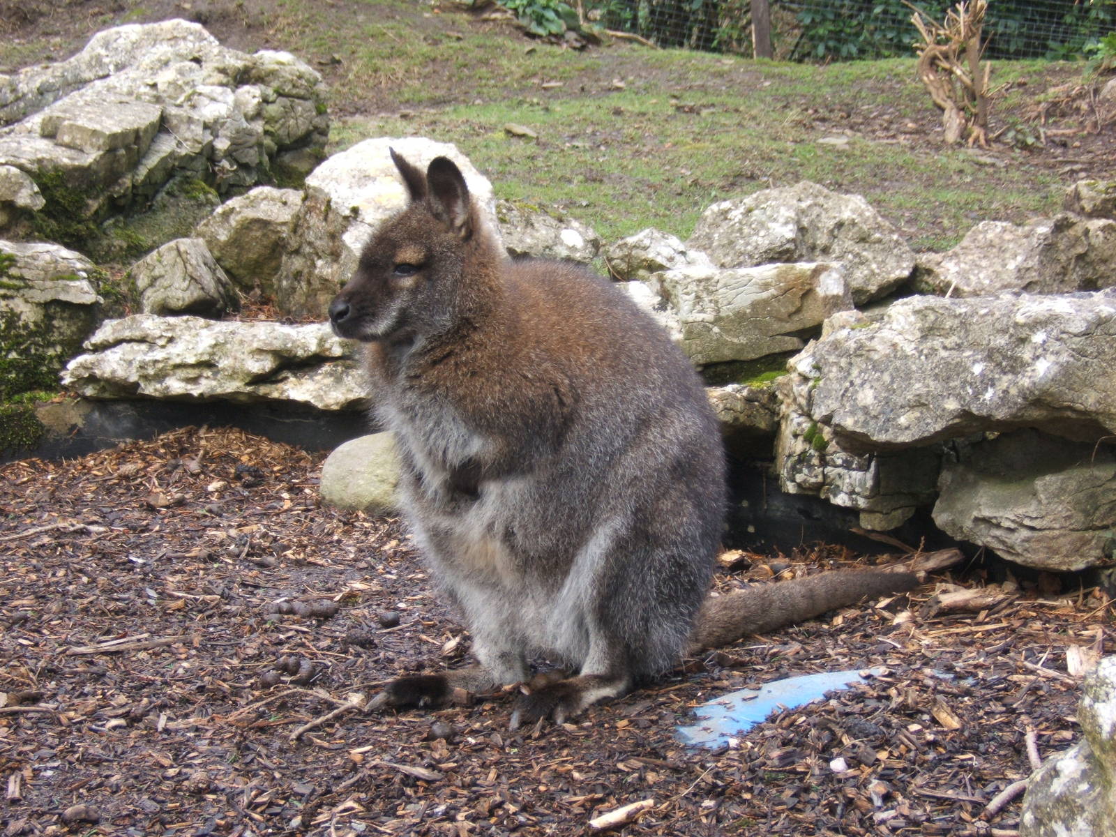 Red-necked Wallaby