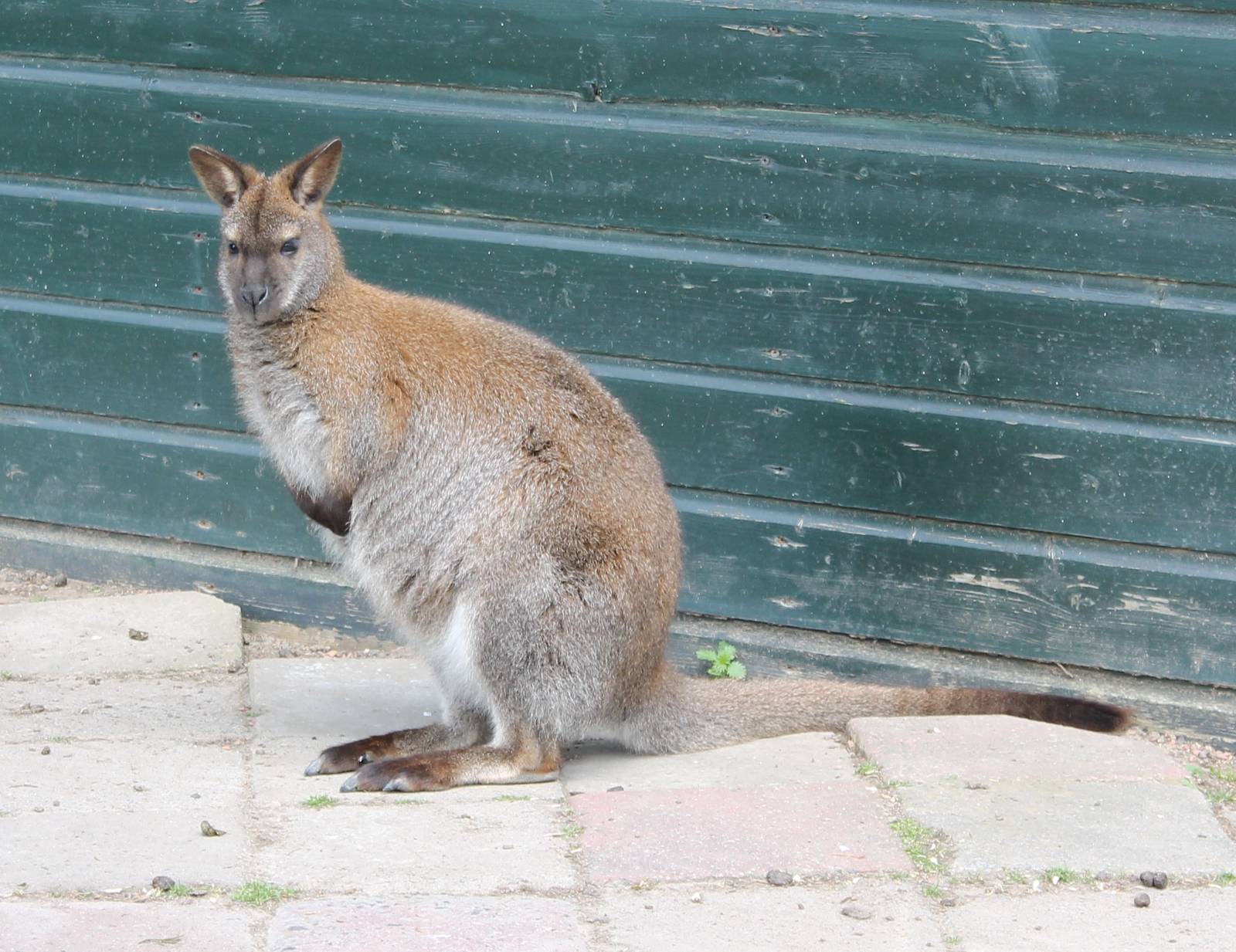 Red-necked wallaby