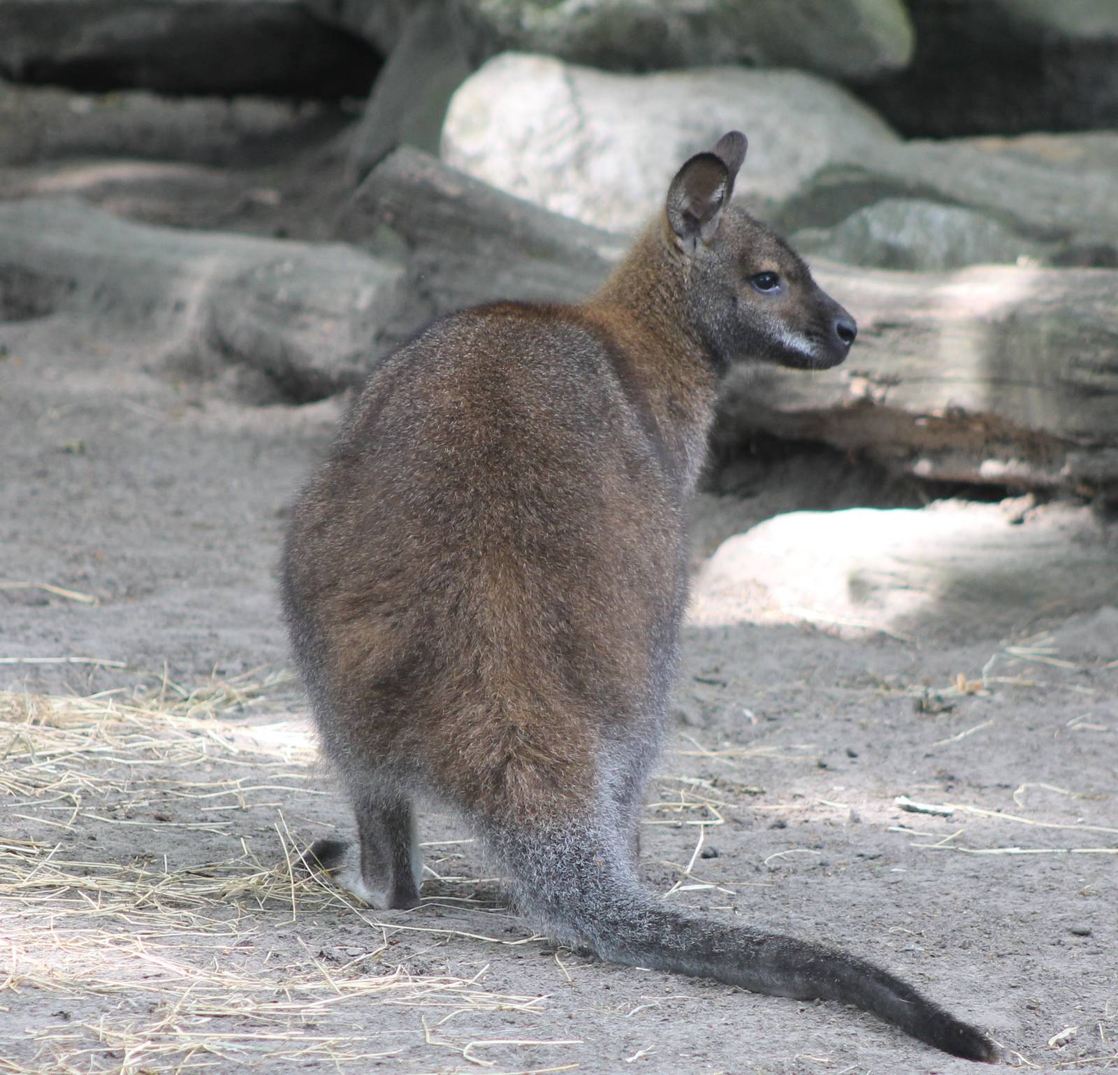Red-necked wallaby