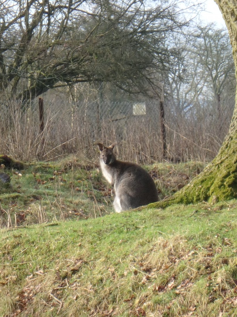 Red-necked wallaby