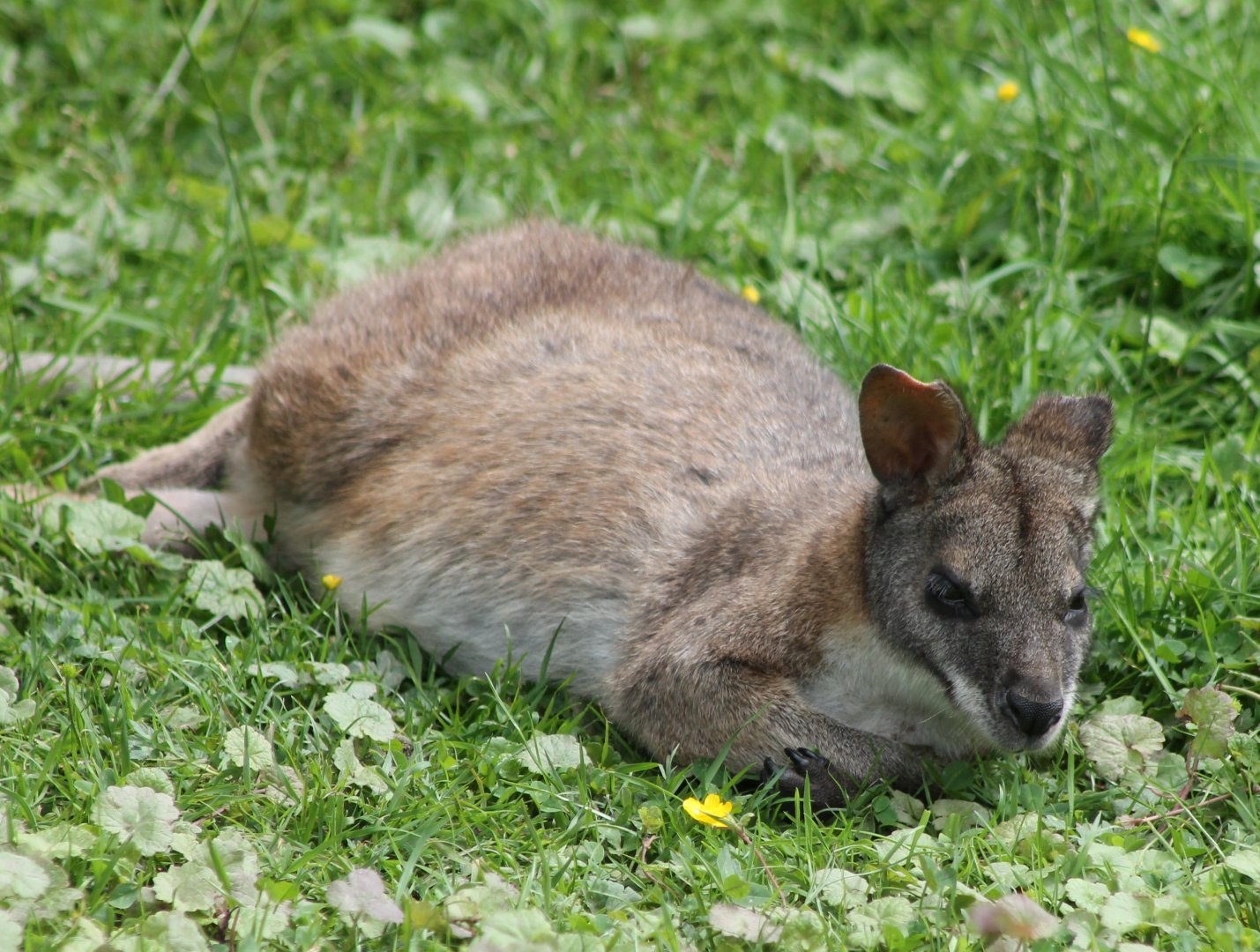 Red-necked wallaby