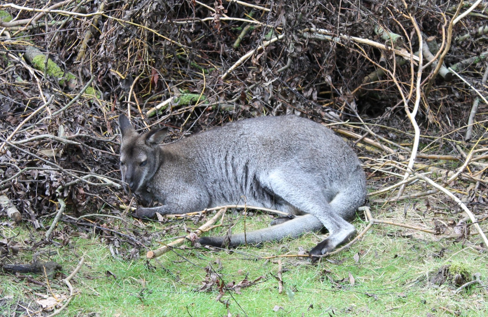 Red-necked wallaby