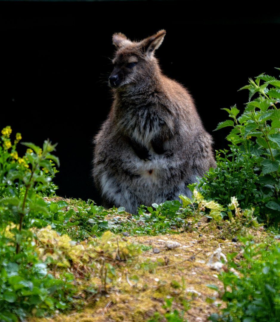 Red Necked Wallaby