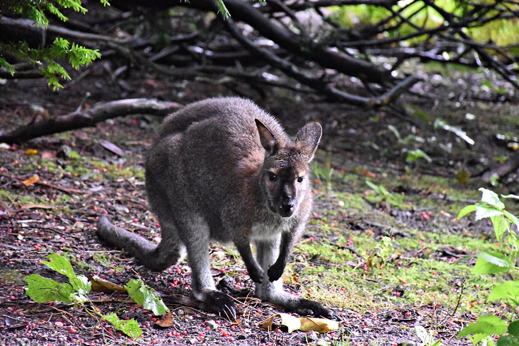 Red-necked wallaby