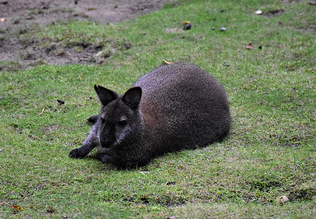 Red-necked wallaby
