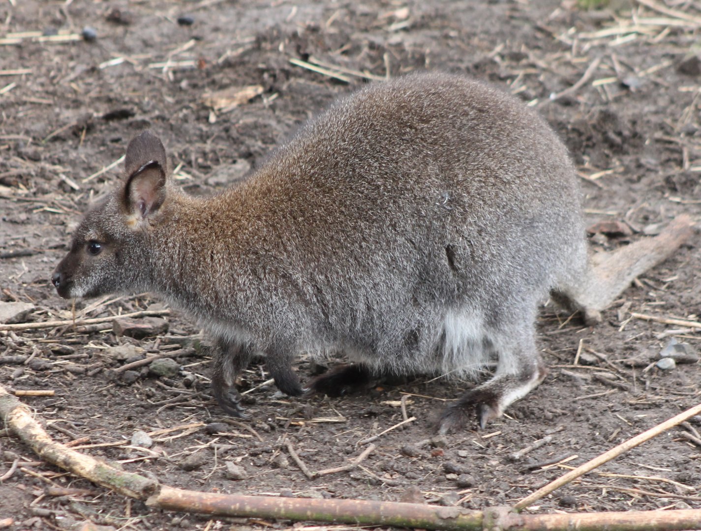 Red-necked wallaby