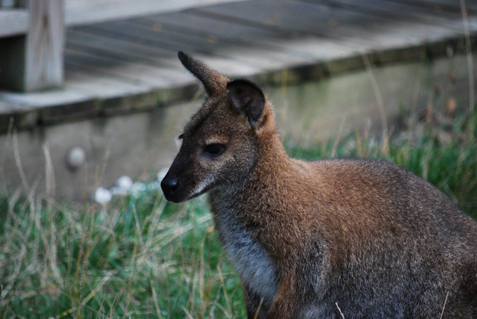 Red-Necked Wallaby
