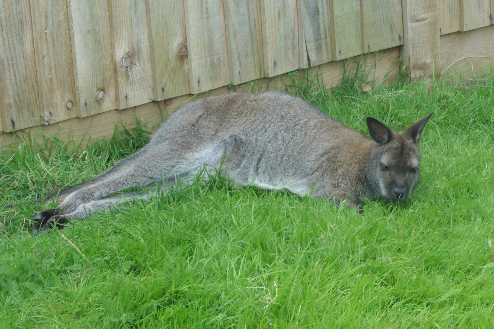 Red-necked Wallaby