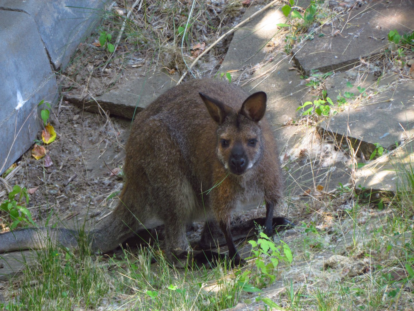 Red-necked wallaby