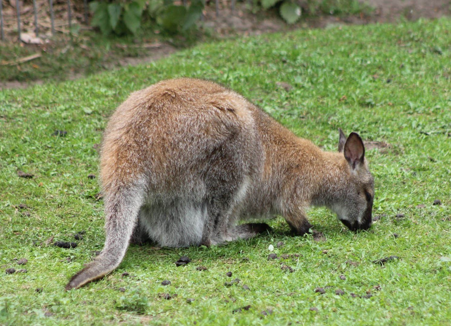 Red-necked wallaby