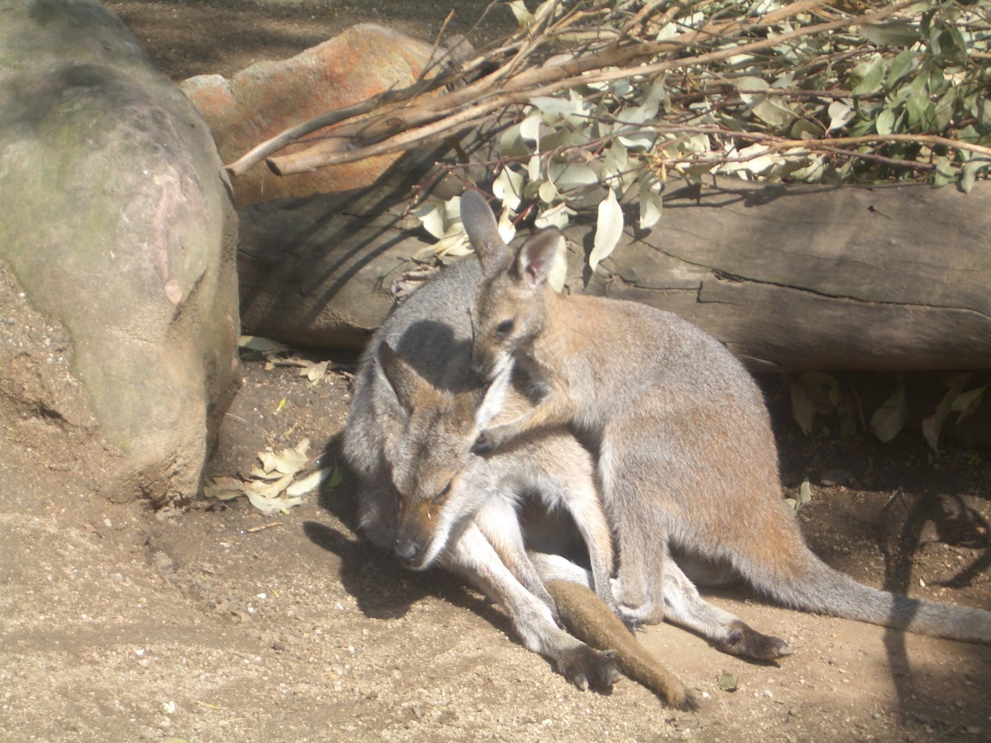 Red-necked Wallaby