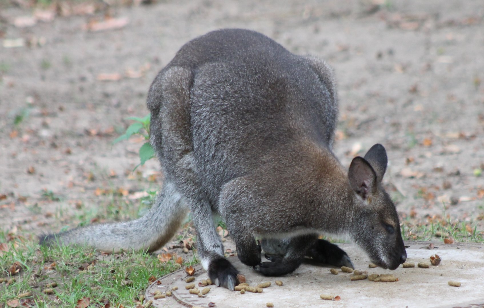 Red-necked wallaby