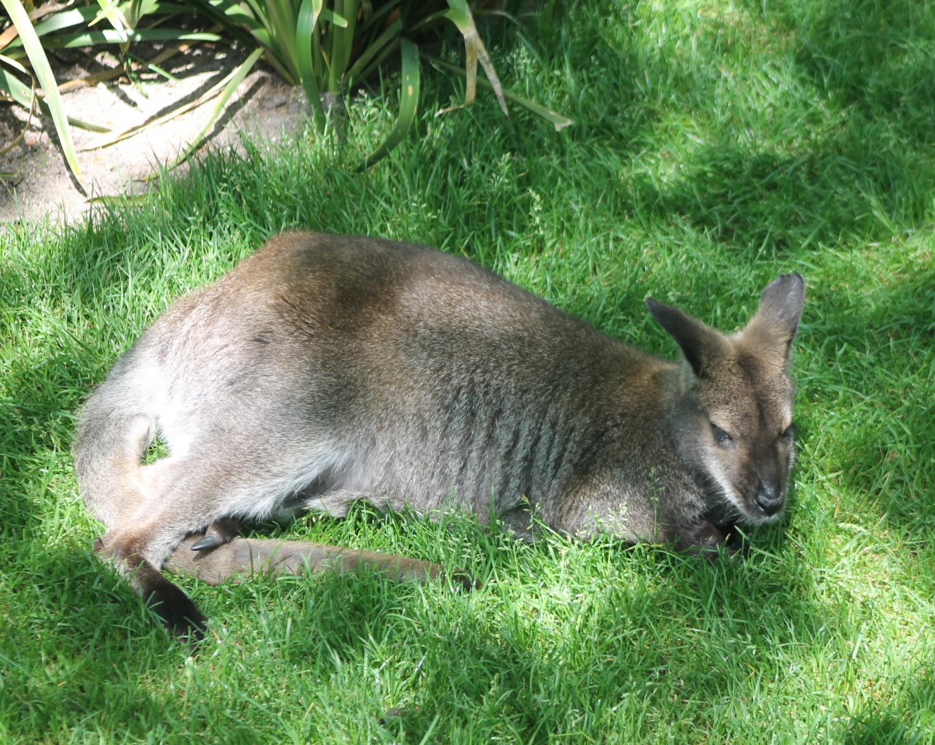 Red-necked wallaby