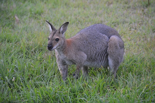 Red-necked wallaby