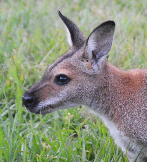 Red-necked wallaby