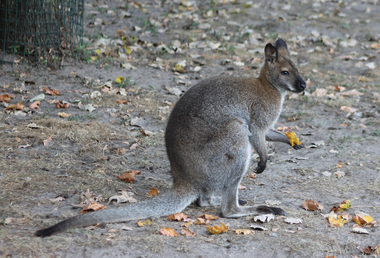 Red-necked wallaby