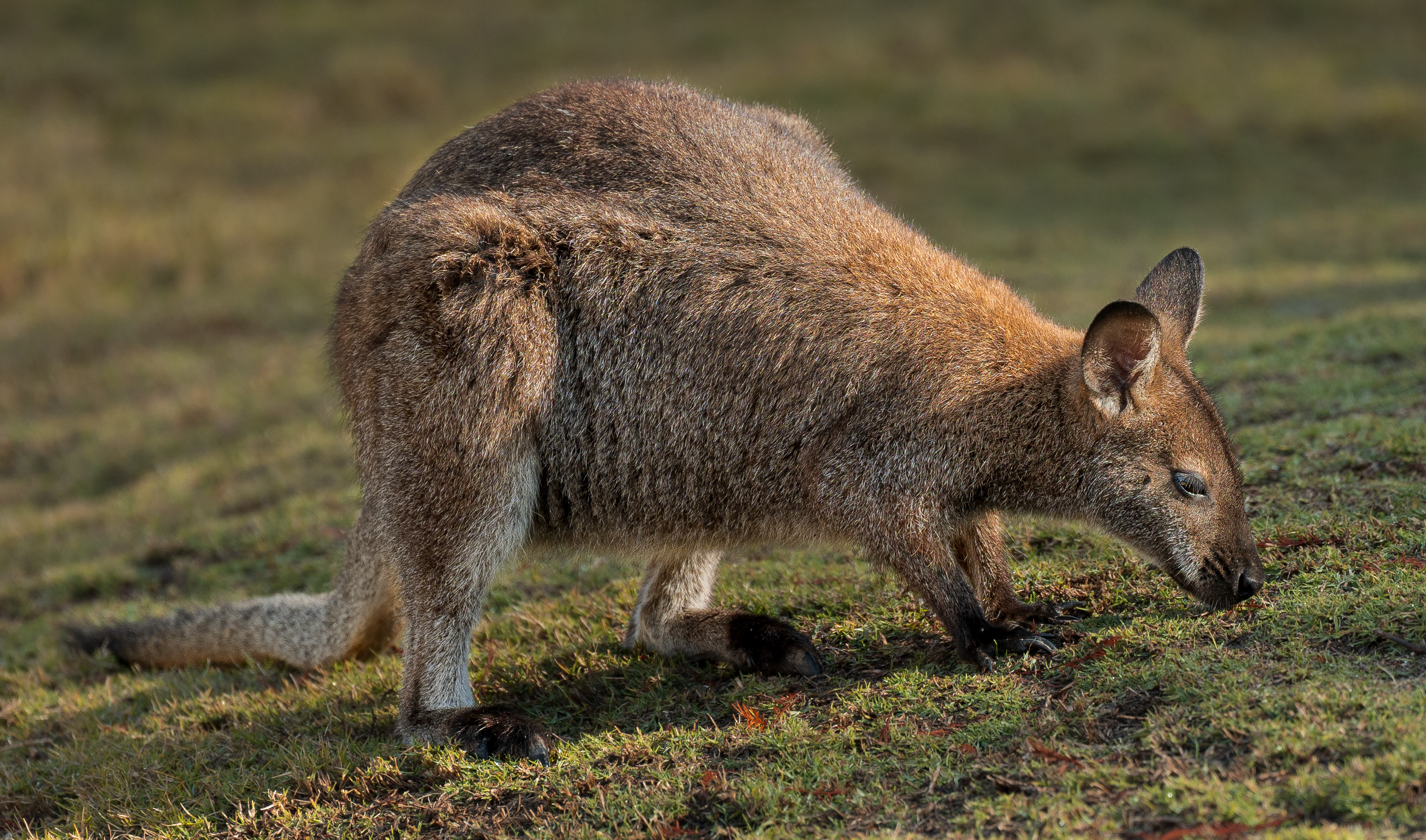 Red Necked Wallaby