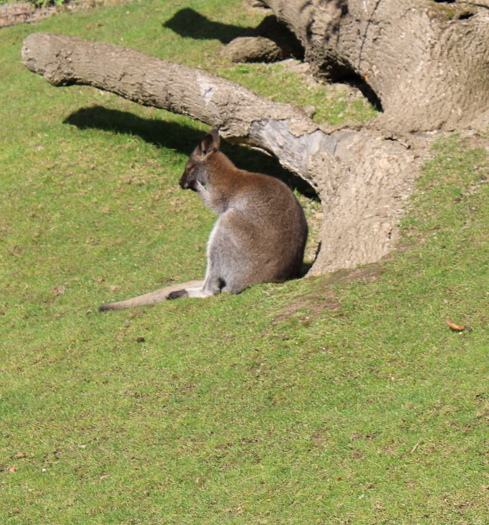 Red-necked wallaby