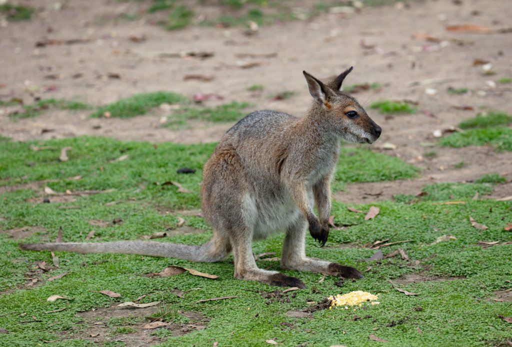 Red-necked Wallaby