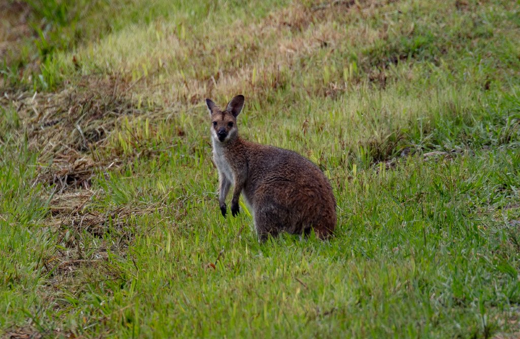 Red-necked Wallaby