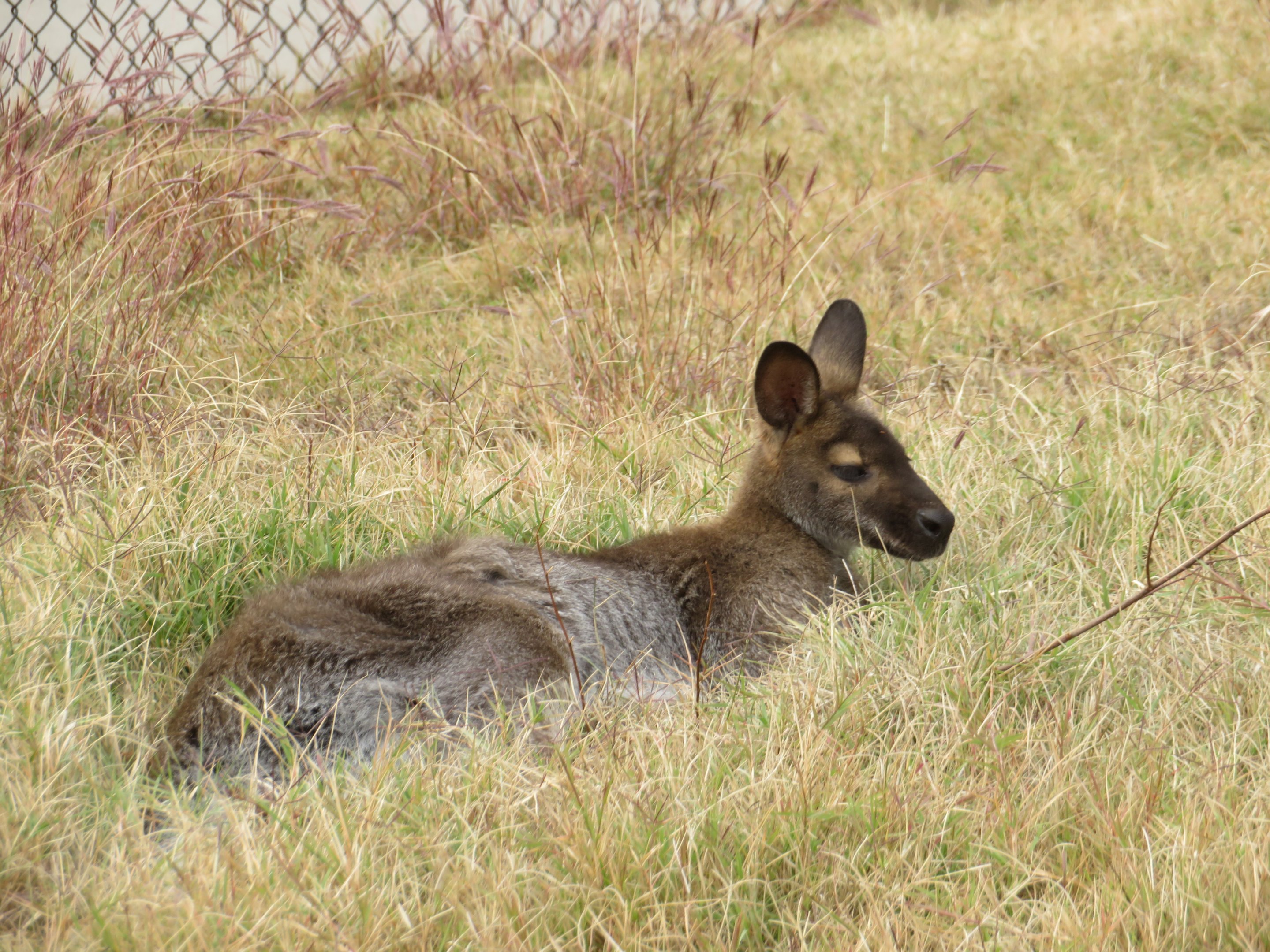 Red-necked Wallaby