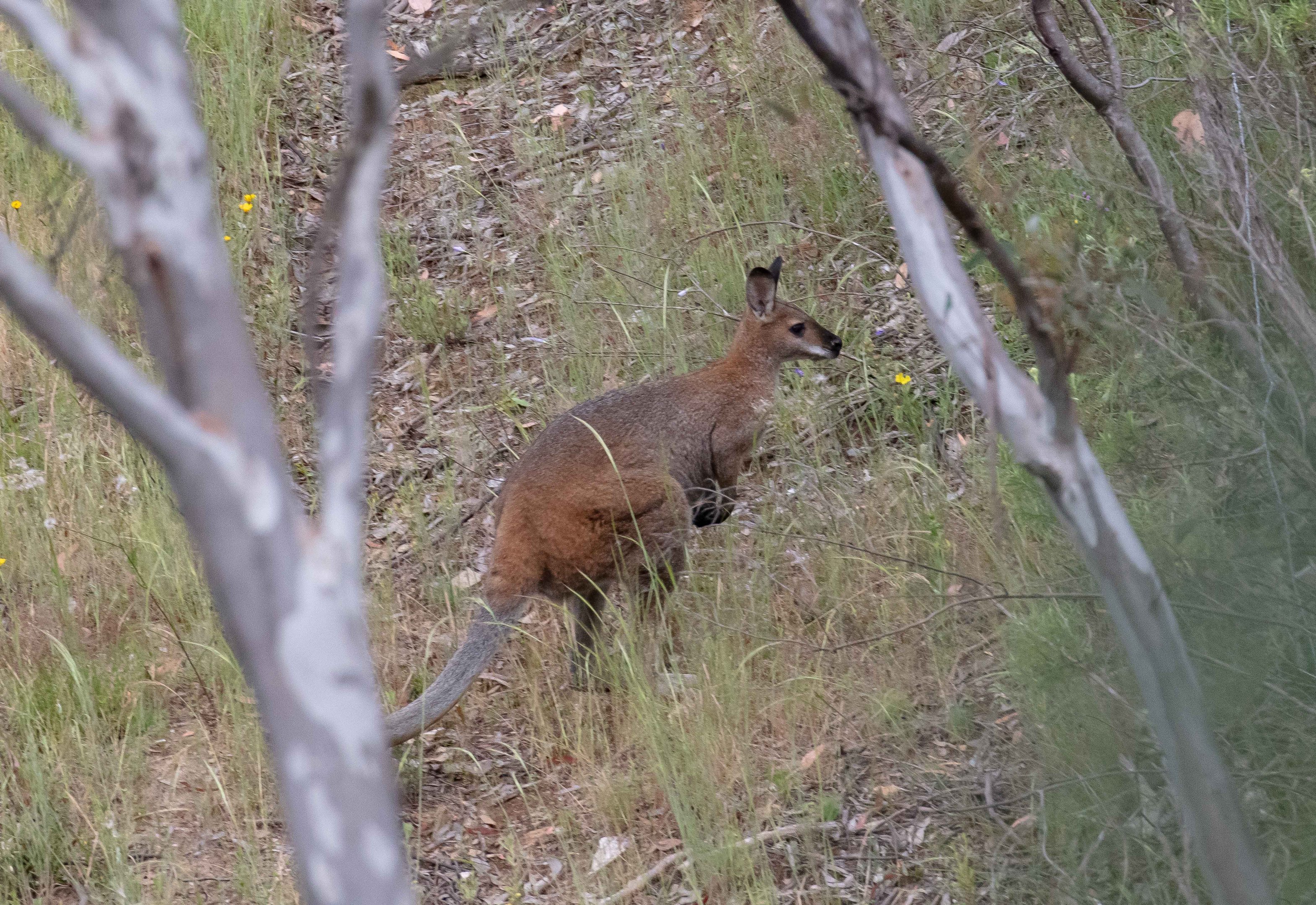 Red-necked Wallaby