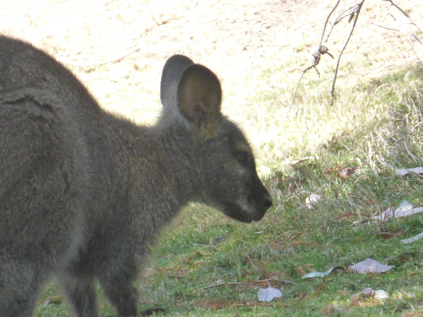 Red necked wallaby