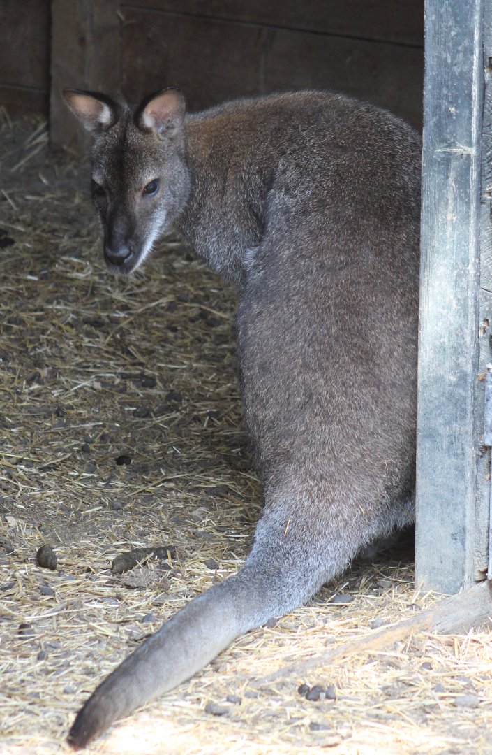 Red-necked wallaby