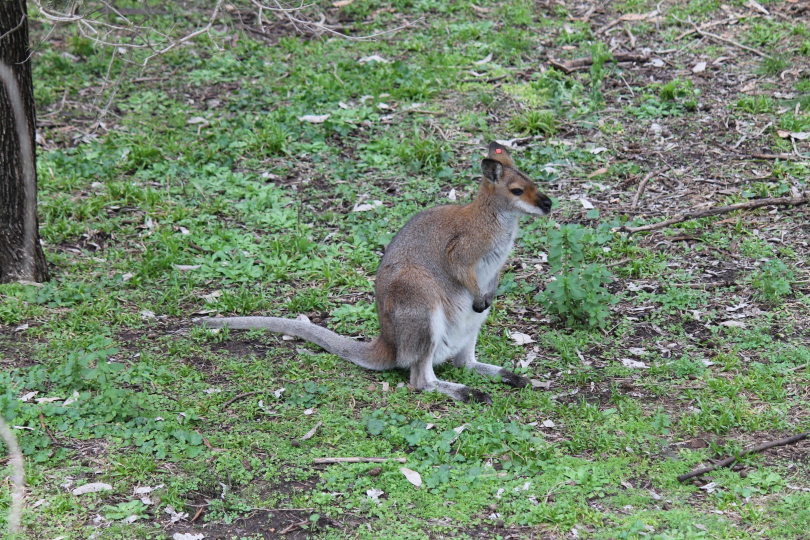 Red-necked Wallaby