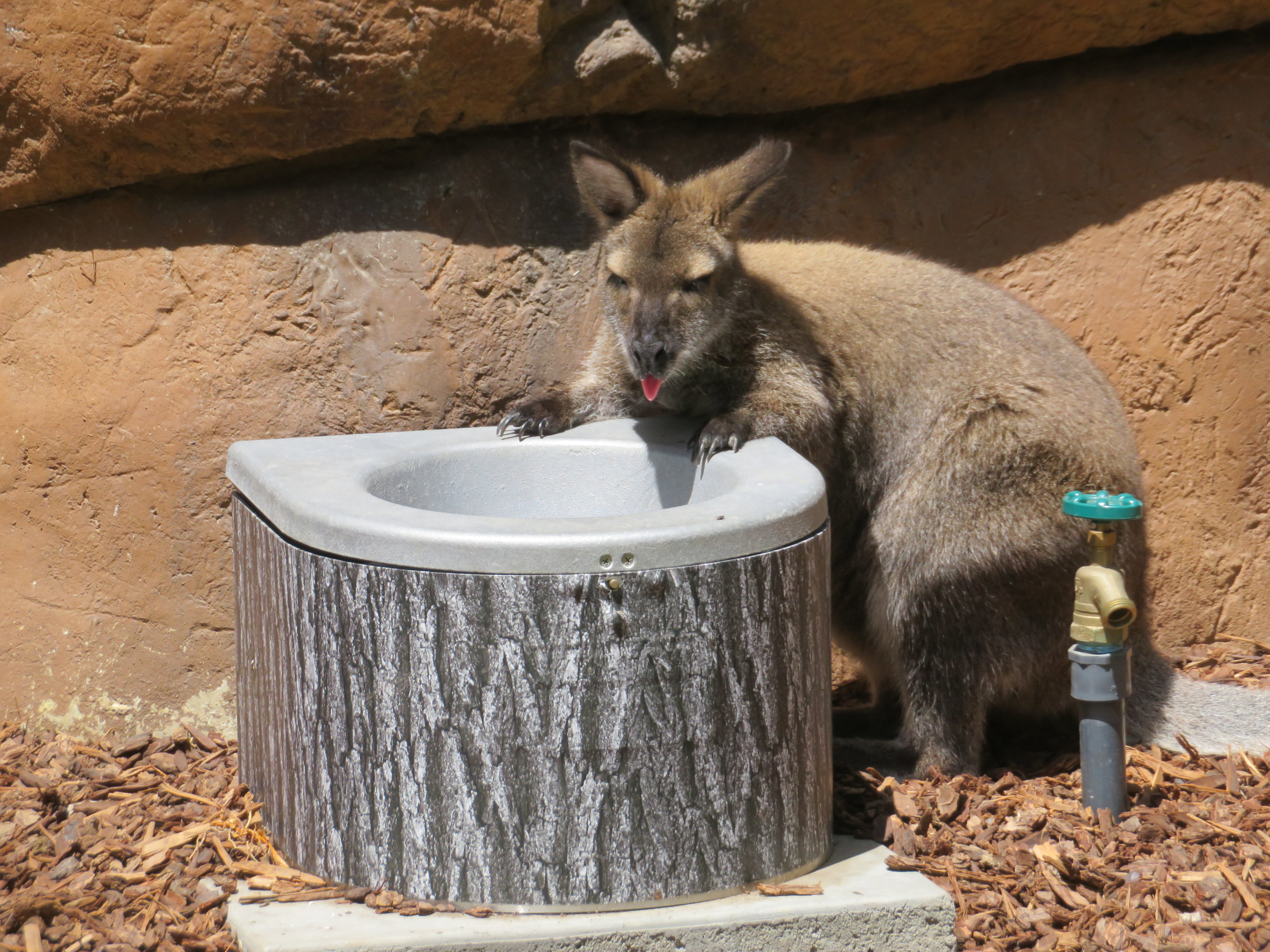 Red-necked Wallaby
