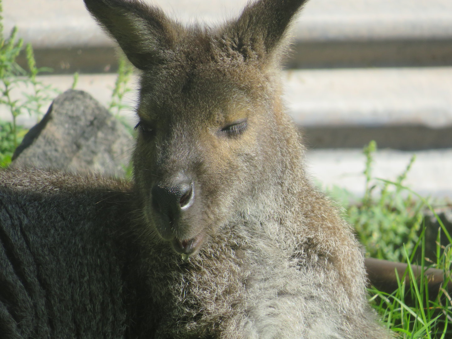 Red-necked Wallaby