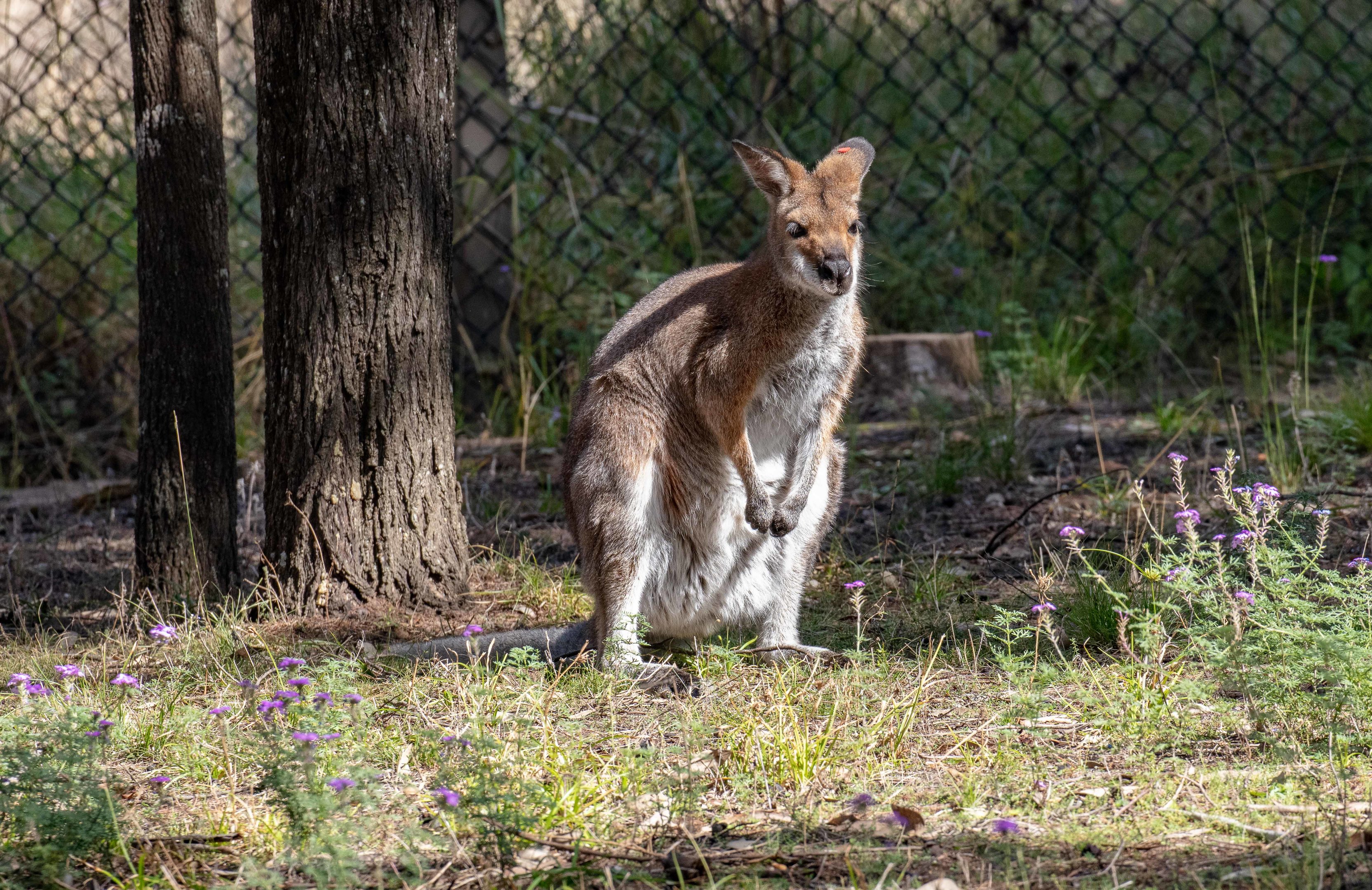 Red-necked Wallaby