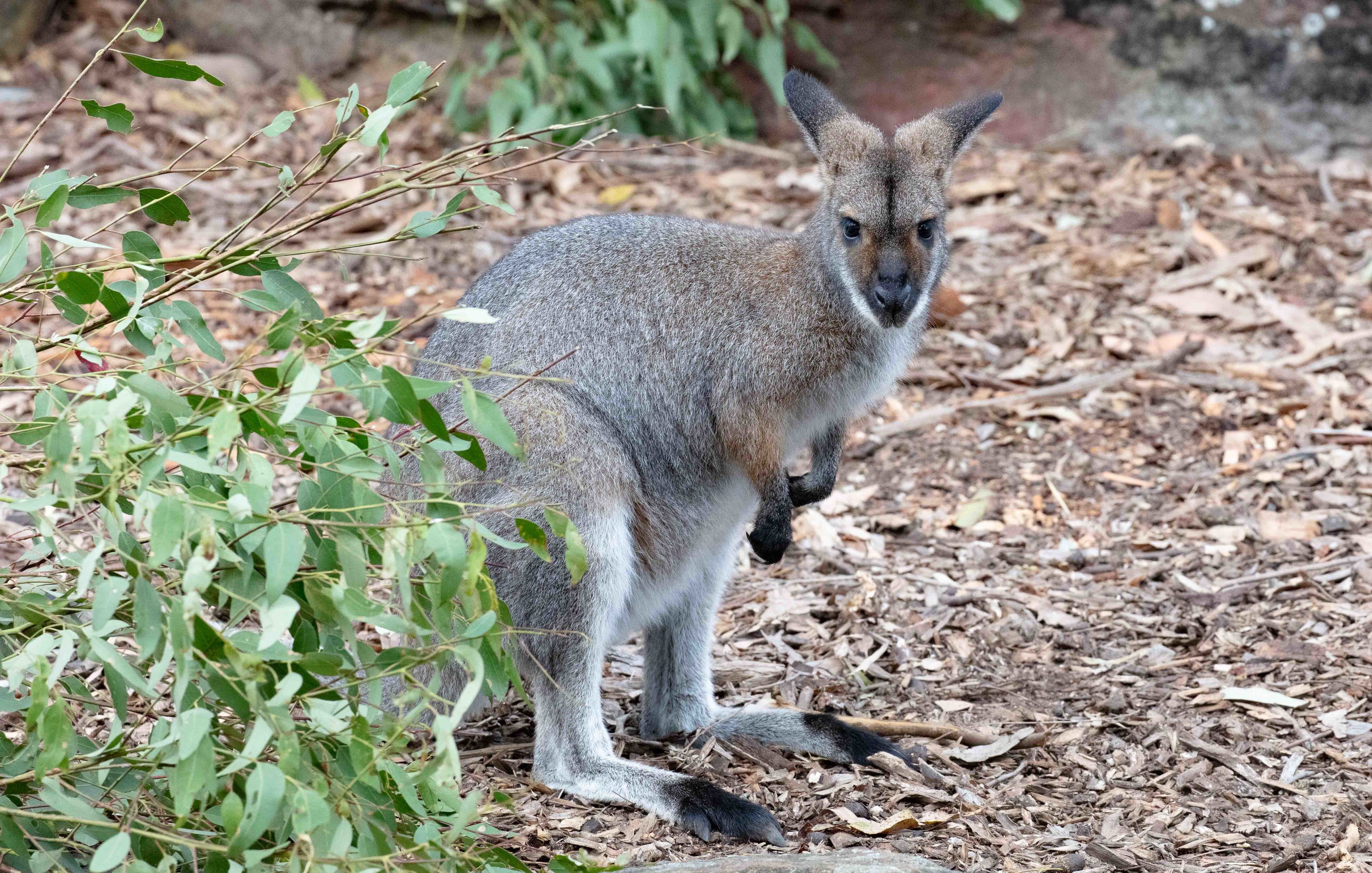Red-necked Wallaby