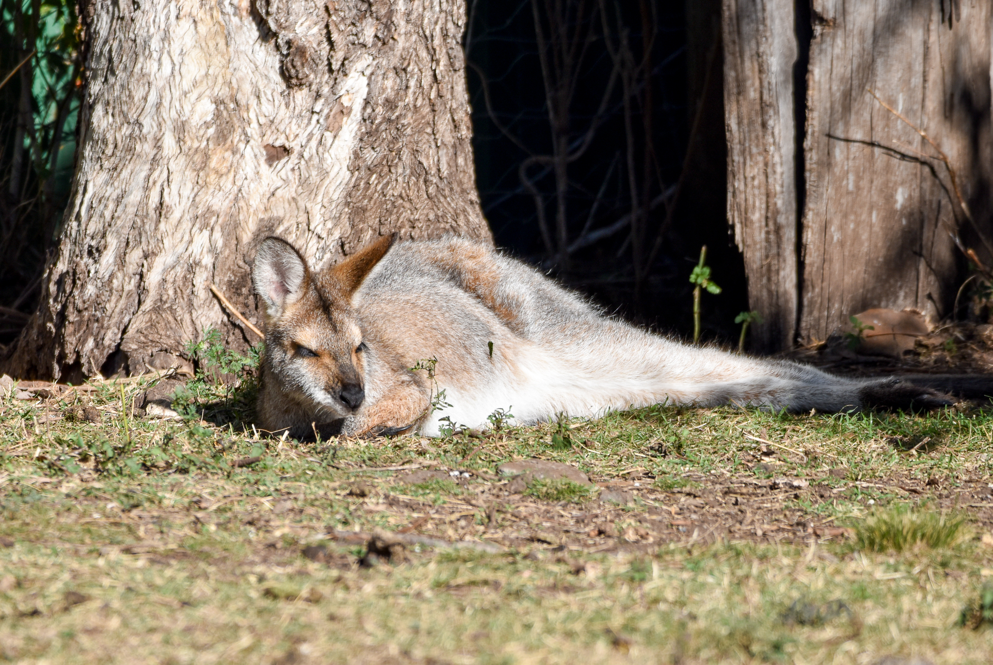 Red-necked Wallaby
