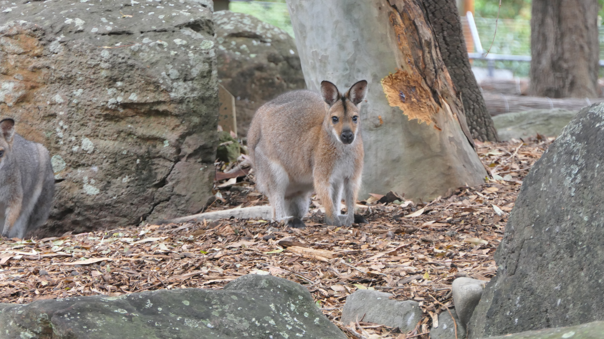 Red-necked Wallaby