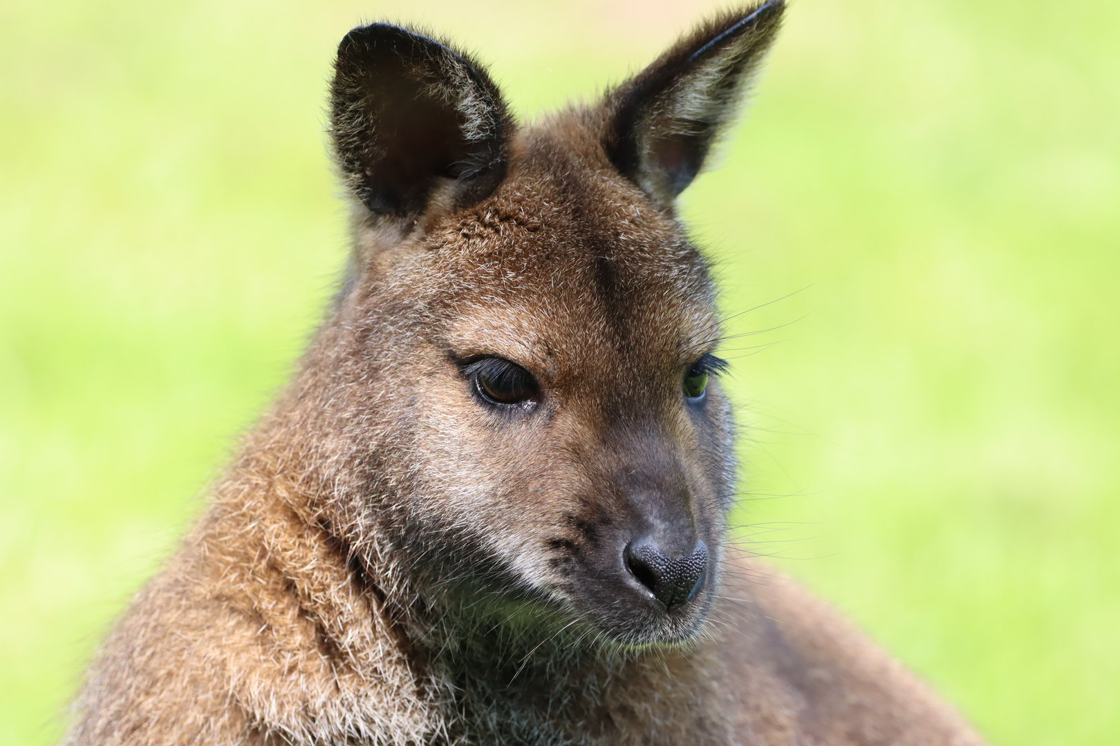 Red-necked Wallaby