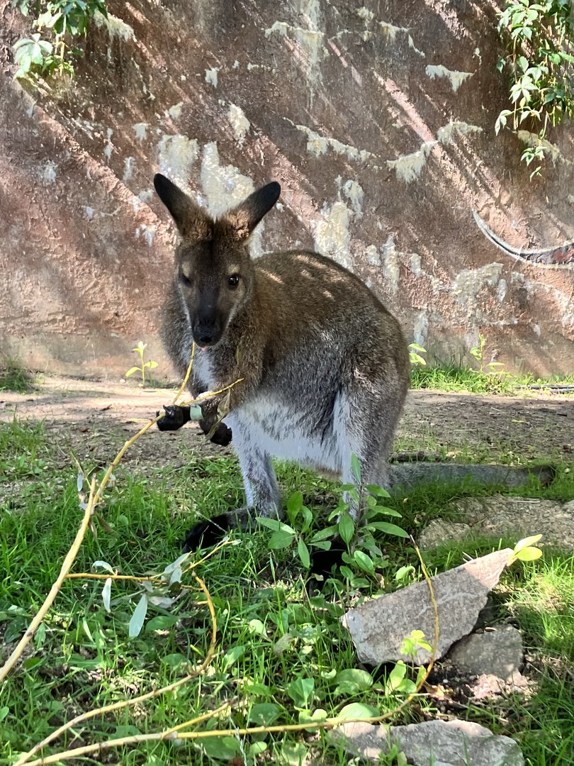 Red-Necked Wallaby