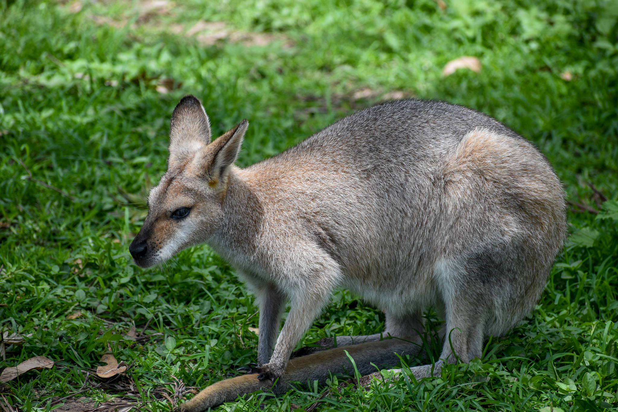 Red-necked Wallaby