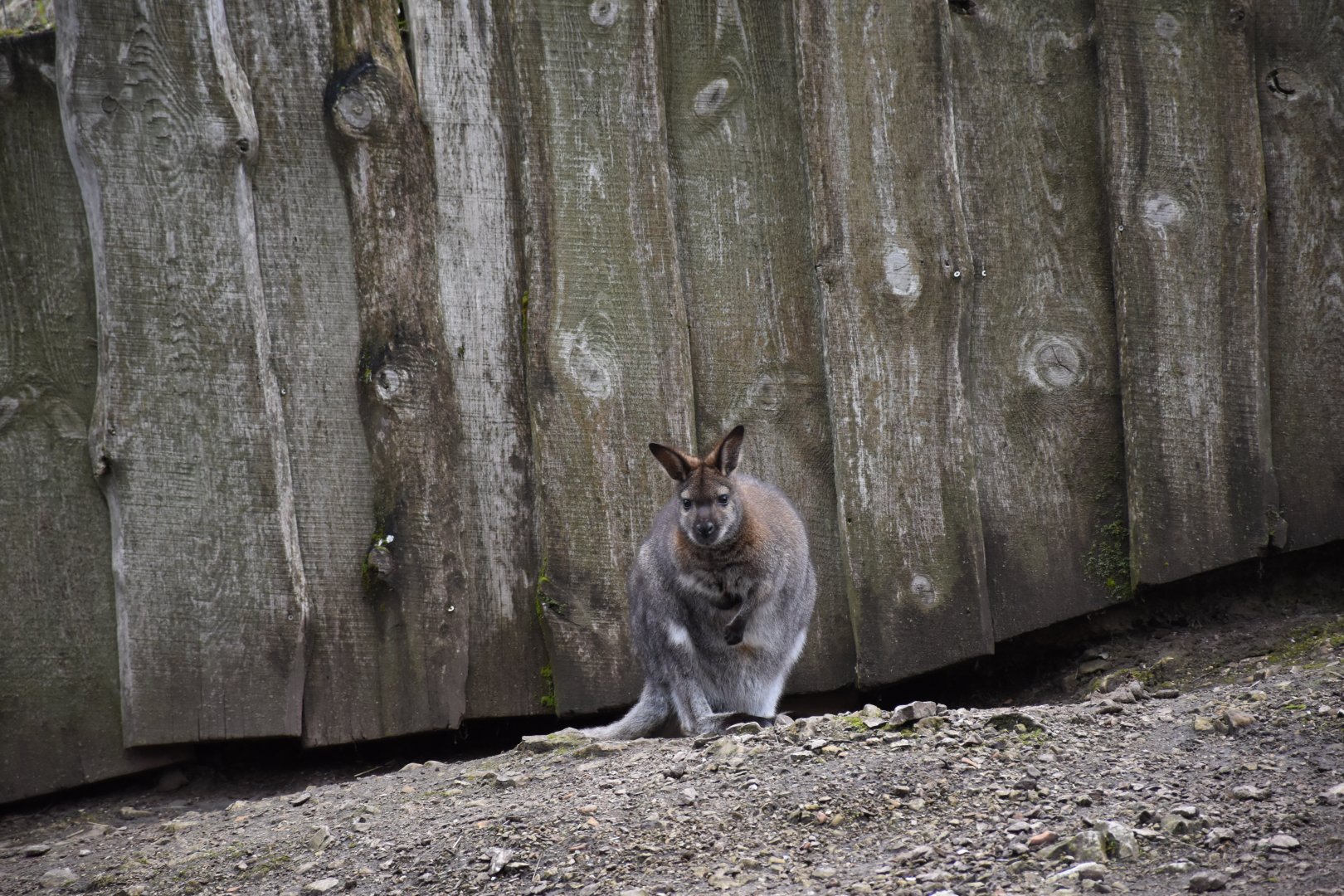 Red-necked wallaby