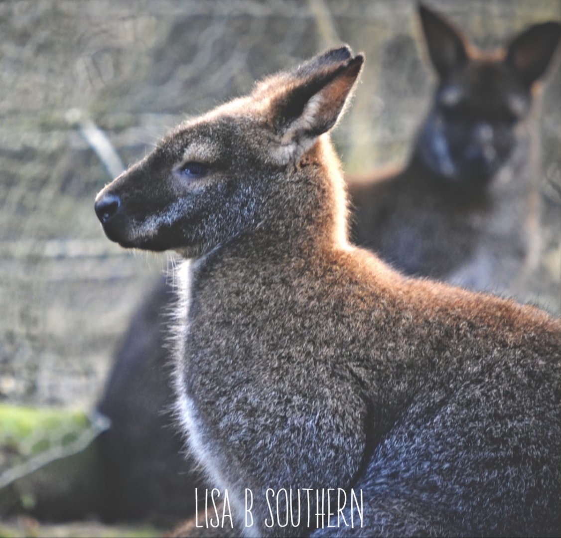 Red Necked Wallaby
