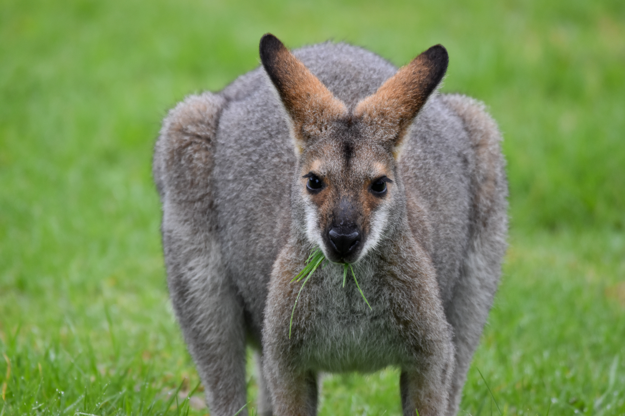 Red-necked Wallaby