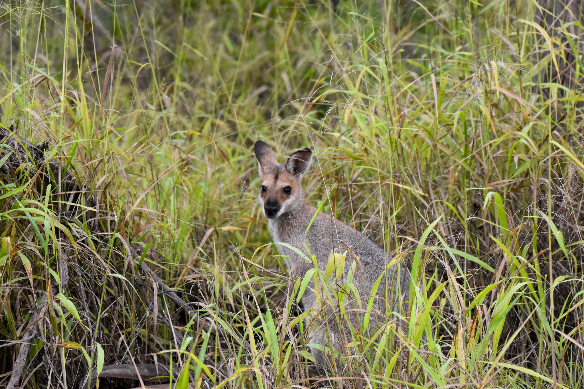 Red-necked Wallaby