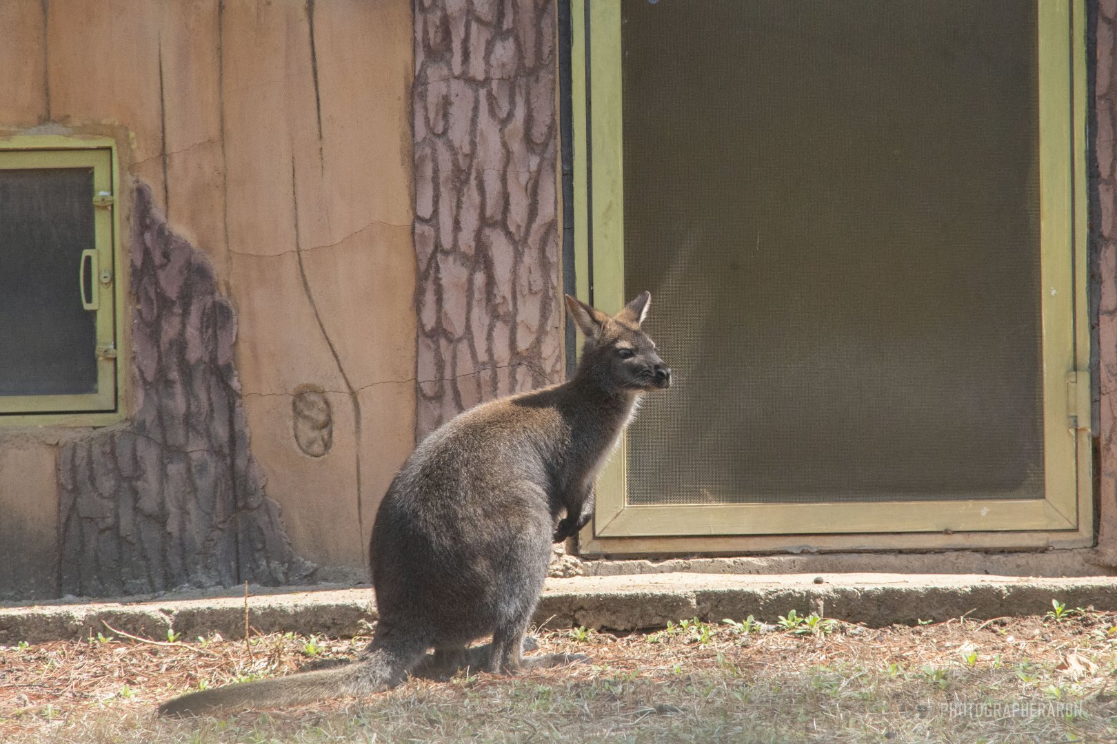 Red-necked Wallaby